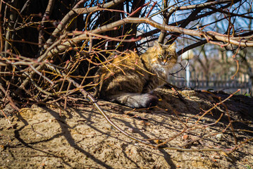 animal cat hiding in the bushes