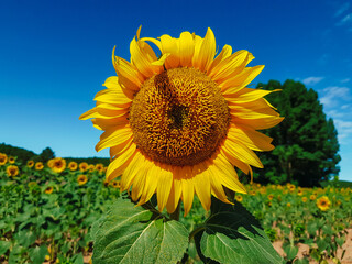 Sunflower on a field of sunflowers on a sunny day