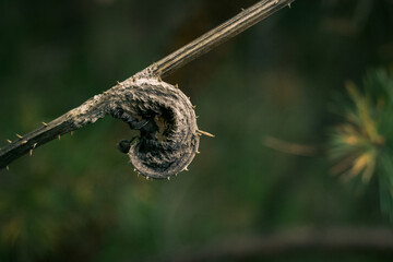dry plant with thorns in autumn