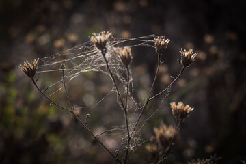 cobweb on a flower in autumn