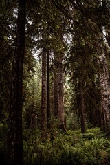 hoh national forest 