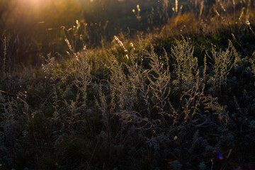 faded flowers in the field in autumn