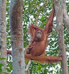 orangutan 12
