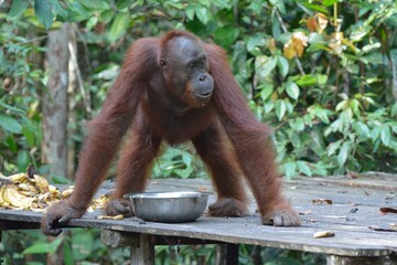 orangutan 2