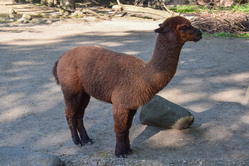 Photo of a brown Alpaca in the Park in spring