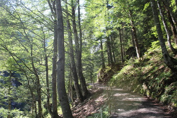 Fototapeta premium Weg führt durch einen Wald