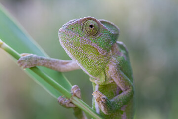 chameleon on a tree