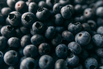 A lot of blueberries picked in forest. Close up background texture with summer fruits.