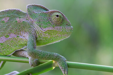 chameleon on a branch
