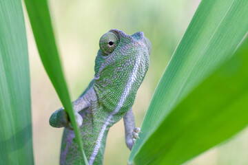 chameleon on a branch