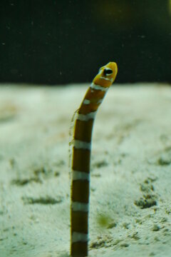 Heterocongrinae Bilder Durchsuchen 746 Archivfotos,