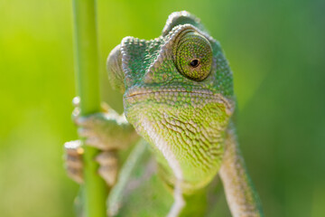 chameleon on a tree © mehmetkrc