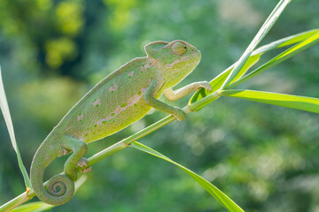 chameleon on a tree