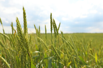 Agricultural field with ripening cereal crop on cloudy day, closeup