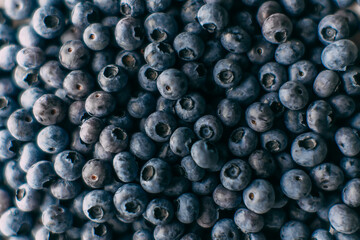 A lot of blueberries picked in forest. Close up background texture with summer fruits.