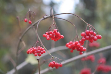 Viburnum, Medicinal plant, Cough medicine,