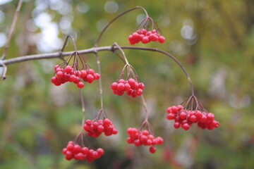 Viburnum, Medicinal plant, Cough medicine,