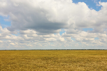 Agricultural field with ripening cereal crop on cloudy day