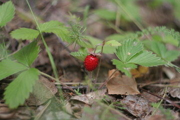 wild strawberry in the forest