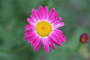 Obraz premium echinacea flower, echinacea, medicinal plant