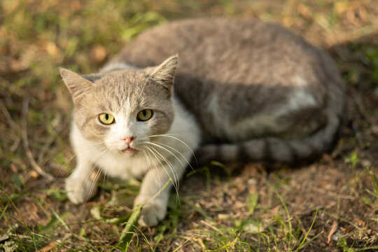Beautiful gray homeless cat in the grass