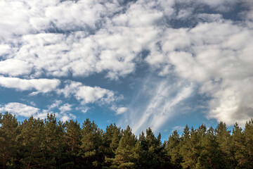 clouds in the forest