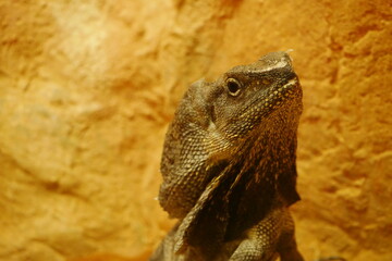 Kragenechse Portrait