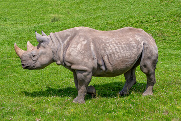 Obraz premium Black Rhino