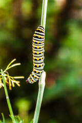 Black swallowtail Caterpillar crawling down a dill plant it has eaten with bokeh background2