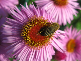 Obraz premium Honey bee on a pink New England aster flower (Symphyotrichum novae-angliae)