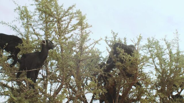 Close-up of flock of goats in an argan tree eating the argan nuts, Tree Climbing Goats In Morocco, A group of goats is sitting in a Argan Tree eating from the branches in Morocco, 4k