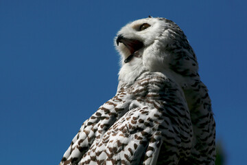 un gros plan d'un harfang des neige