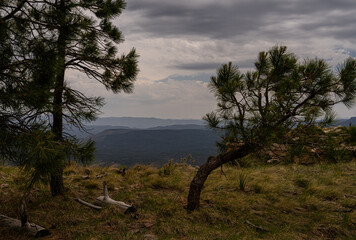 Fototapeta premium This is a view of the valley below, from FR 300 in the Mogollon Rim, I am standing on the grassy edge of the Rim with trees close to the edge.