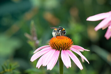 a large bumblebee whose body is covered with flower pollen sits on a flower