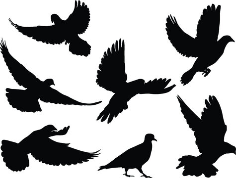 Silhouettes of doves in many different flying positions and angles