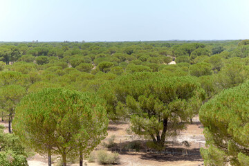 Landscape of the Donana National Park in Spain. Coastal area in southern Spain. Huelva, Andalusia, Spain.
