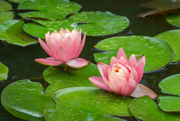 Two big amazing bright pink water lilies, lotus flowers Perry's Orange Sunset in garden pond....