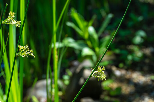 Close-up of blossom juncus effusus common  rush or soft rush on blurred green background. Juncus Effusus is perennial herbaceous flowering plant species family Juncaceae. Nature concept for design