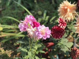 Portrait of flowers of a garden. Flowers