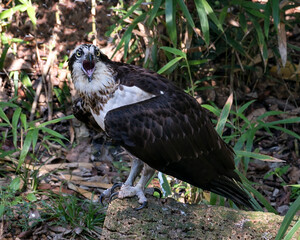 Osprey Bird Stock Photos.  Osprey bird close-up profile view singing or shouting. Opened beak. Looking at camera.  Portrait. Image. Picture. Foliage background.