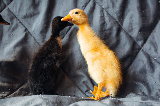 Indian Runner Duck Close Up