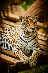 Obraz premium Jaguar