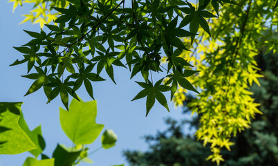 Maple Acer Palmatum with bright orange and green leaves against blue sky. Selective focus. Sunny spring day. Place for your text