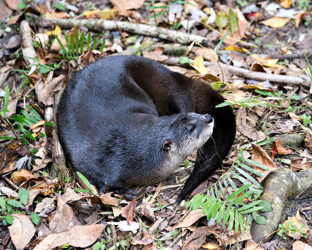 Otter animal stock photo.  Otter animal close-up profile view resting in a bed of foliage. Image. Picture. Portrait. Close-up profile view.