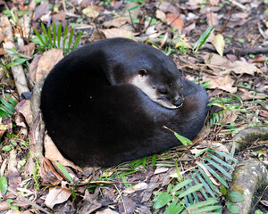 Otter animal Stock Photos.  Otter animal close-up profile view. Otter portrait. Otter picture....
