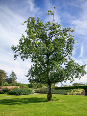 Fototapeta na wymiar Tree against a blue sky 