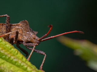 Bug on raspberry, Wanze auf Himbeere 
