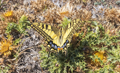 butterfly on the grass