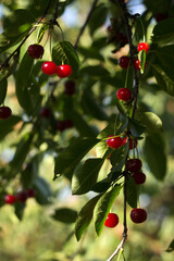 Ripe cherry berries hanging on a tree, red fruits, harvest. Summer, beautiful sunny color