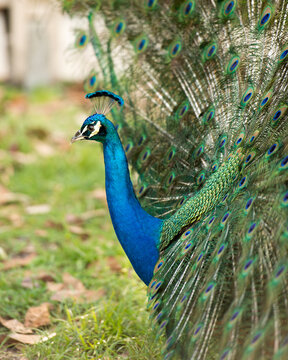 Peacock bird stock photos. Image. Portrait. Picture. Colourful bird. Beautiful bird. Blue and green plumage. Fan tail. Courtship.